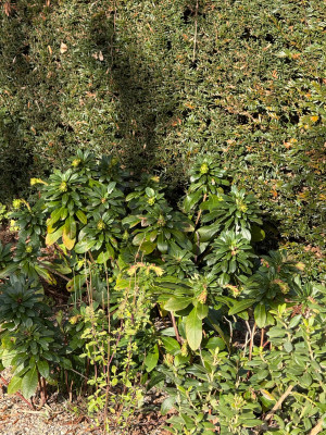 Euphorbia amygdaloides subsp. robbiae „Mrs. Robb's Bonnet“/„Mrs. Robb’s Hatbox“