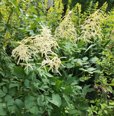 260305_Aruncus.jpg