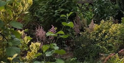 260305_Astilbe2.jpg