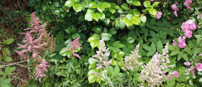 260305_Astilbe1.jpg