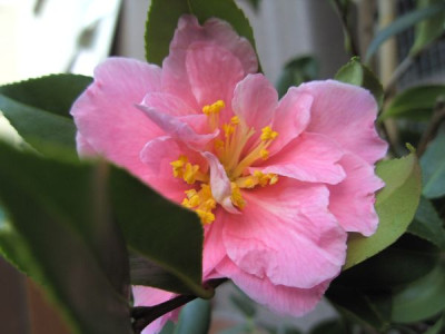 Shibori-egao_31.12.2.JPG