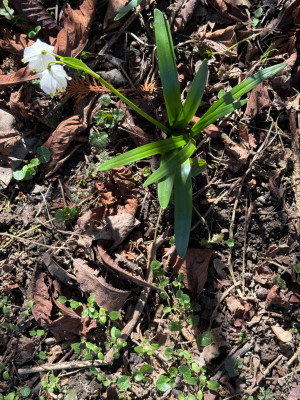 Leucojum vernum var. wagneri
