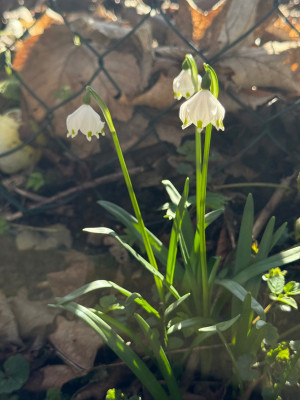 hier vorkommende Wildform von Leucojum vernum var. vernum