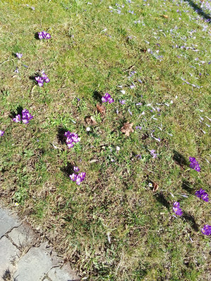 Crocus Ruby Giant