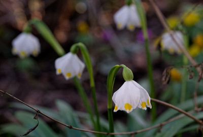 DSC_9871_DxO.jpg