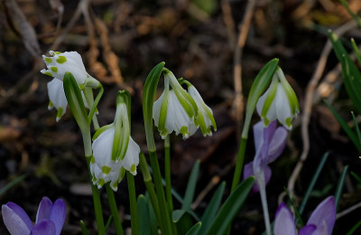 DSC_9872_DxO.jpg