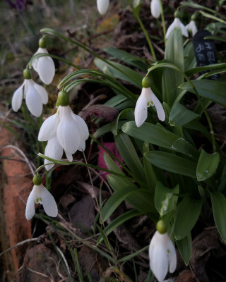 IMG_20260303_172945 woronowii.jpg