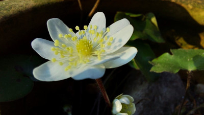 Hep. nob. "Woodside White"