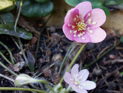 Hep. nob. " Selma "