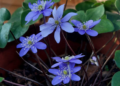 Hep. nob. " Blaue Töne "