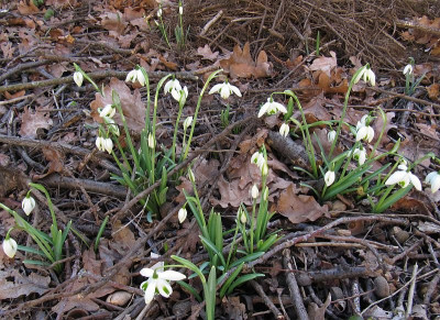 IMG_6311_Galanthus_2Maerz2026_.JPG