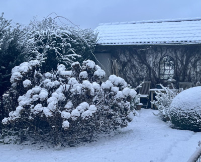 Trebah Silver im Winter