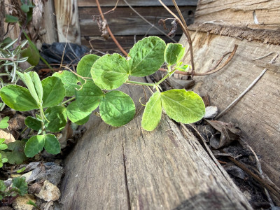 Lathyrus grandiflorus