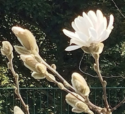 260306_Sternmagnolie.jpg