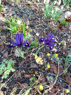Iris reticulata Harmony