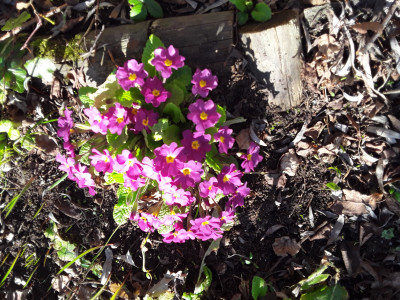 Primula vulgaris