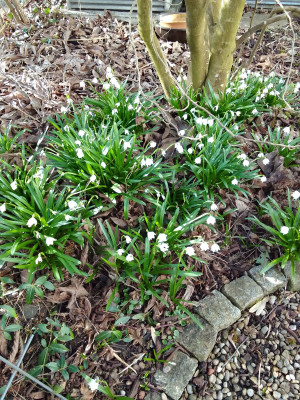 Leucojum vernum