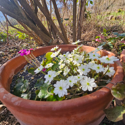 Hepatica japonica weiß und pink 20260305_144045.jpg