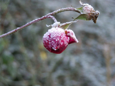 Weihnachten2008_Eis_Eliza.jpg