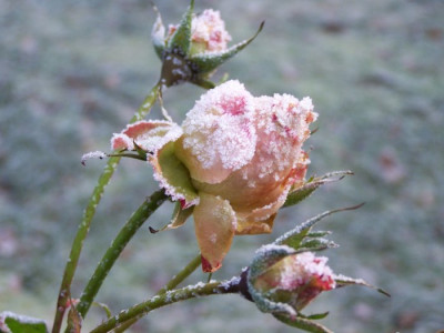 Weihnachten2008_Zuckerrose.jpg