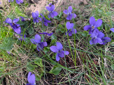 IMG_6589.jpeg