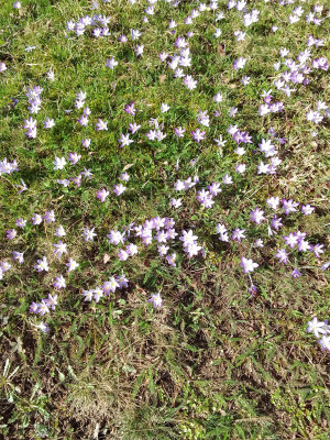 Crocus tommasianus
