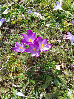 Crocus tommasianus, giant ..