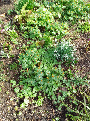 Eranthis Samenbildung