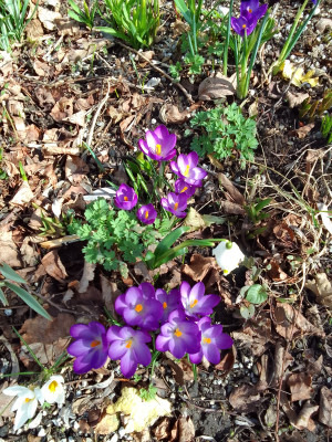 Crocus ..