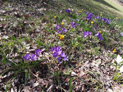 Frühlingskrokusse