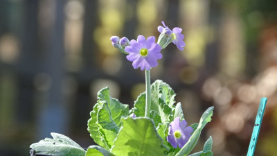 Primula frondosa