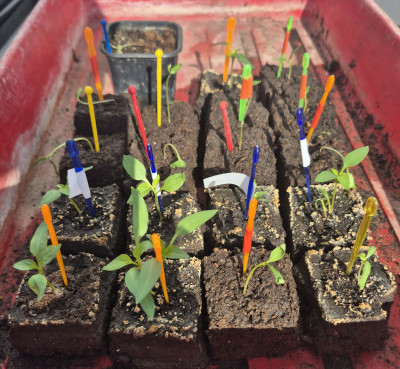 Paprika_Auberginen_20260307a.jpg