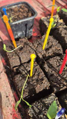 Paprika_Auberginen_20260307b.jpg
