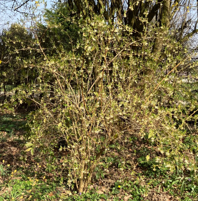 IMG_9376.jpeg