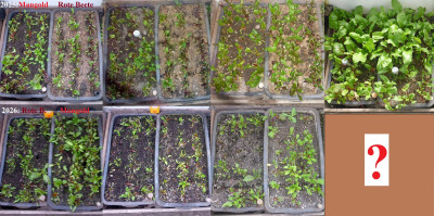2025-2026: Babyleafs Dez.-Febr.-Anfang März-Anfang April