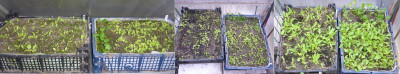 Babysalate_13.12.25_25.01.26_04.03.26.