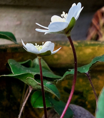 Hep. nobilis " Woodside White"