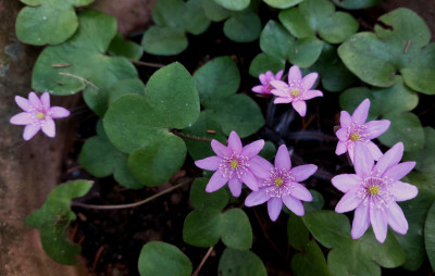 Hep. nobilis " Himbeereis"