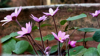 Hep. nobilis " Himbeereis"