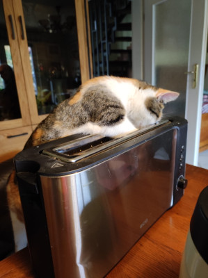 IMG-20260308-WA0002.jpeg