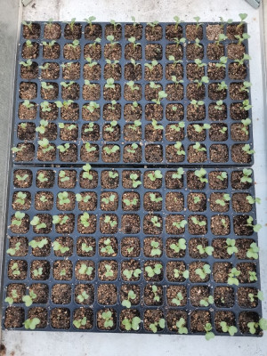 Kohlrabi 20260307.jpeg