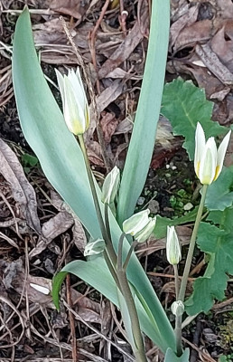 Microtulpe