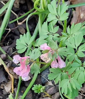 Corydalis