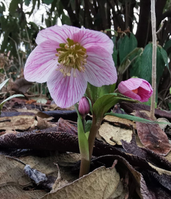 IMG_20200218_191613_Helleborus thibetanus.jpg