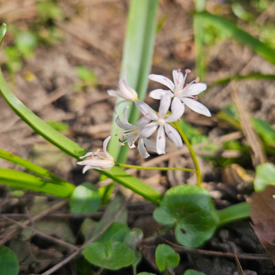 Scilla bifolia rosa Staubbeutel Rhein 20260308_135338.jpg
