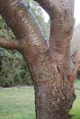 77PRUNUS_KANZAN_B.jpg