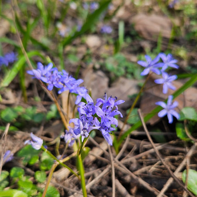 Scilla bifolia Rhein 20260308_135405.jpg