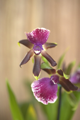3Q7A0747.jpg