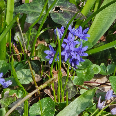 Scilla bifolia Rhein 20260308_135610.jpg