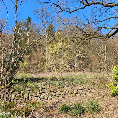 Forsythia giraldiana 20260305_144201.jpg